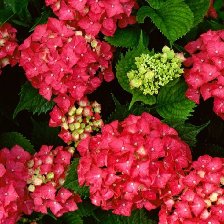 Гортензия Red Angel (крупнолистная) - яркие цветы для вашего сада Гортензия Red Angel (крупнолистная) - яркие цветы для вашего сада