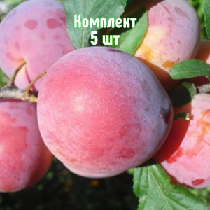 Саженцы Комплект 5шт / Алыча Дынная (Средняя/Красная)