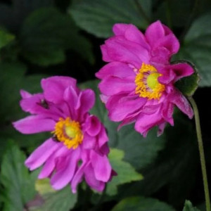 Саженцы Анемона гибридная Роткепчен