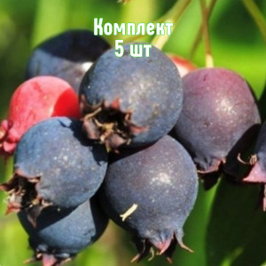 Саженцы Комплект 5шт / Ирга Красноярская