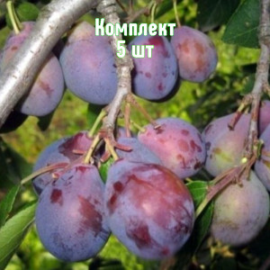 Саженцы Комплект 5шт / Слива Кубанский Карлик