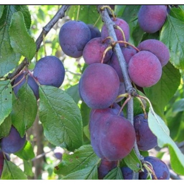 Слива Мирная Слива Мирная